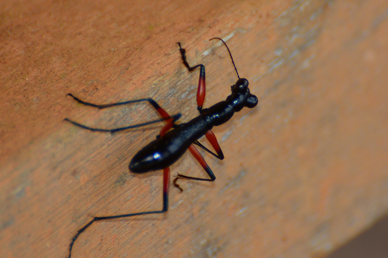 Tricondyla annulicornis Tricondyla annulicornis